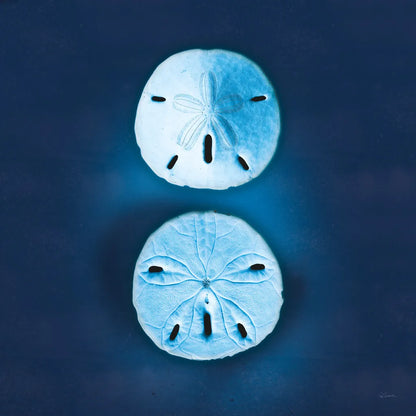 Cyanotype Sea IV by Sue Schlabach. SKU 32597a. Archival Giclee Fine art print for wall decor.