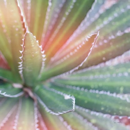 Dream Desert I Crop by Sue Schlabach. SKU 35492a. Archival Giclee Fine art print for wall decor.