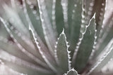 Dream Desert II BWC by Sue Schlabach. SKU 56310i. Archival Giclee Fine art print for wall decor.