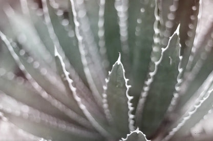 Dream Desert II BWC by Sue Schlabach. SKU 56310i. Archival Giclee Fine art print for wall decor.