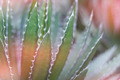 Dream Desert III by Sue Schlabach. SKU 35494i. Archival Giclee Fine art print for wall decor.