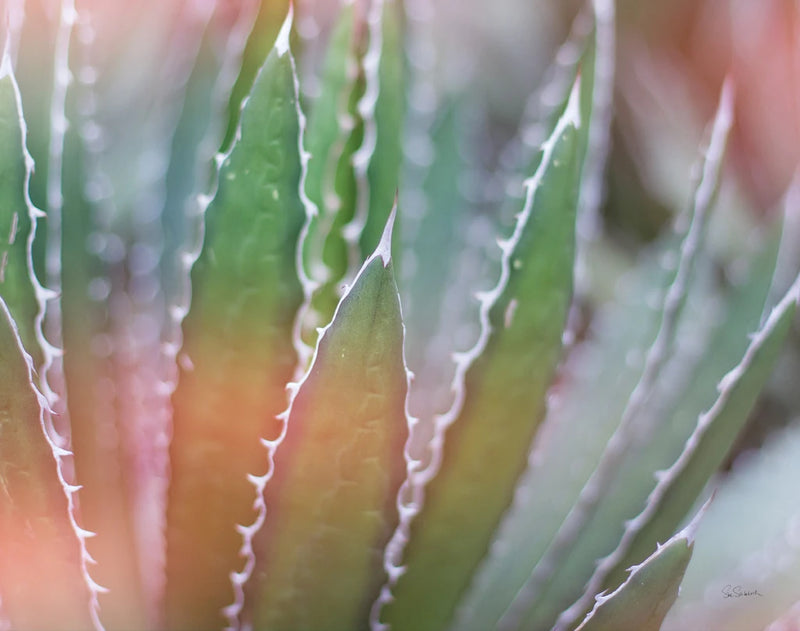Dream Desert III Crop by Sue Schlabach