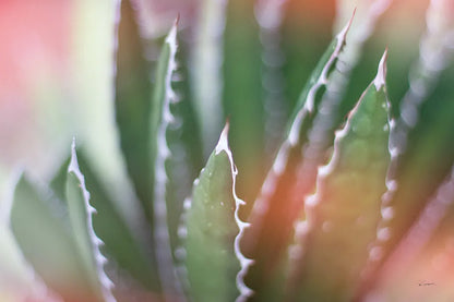 Dream Desert IV by Sue Schlabach. SKU 35495i. Archival Giclee Fine art print for wall decor.