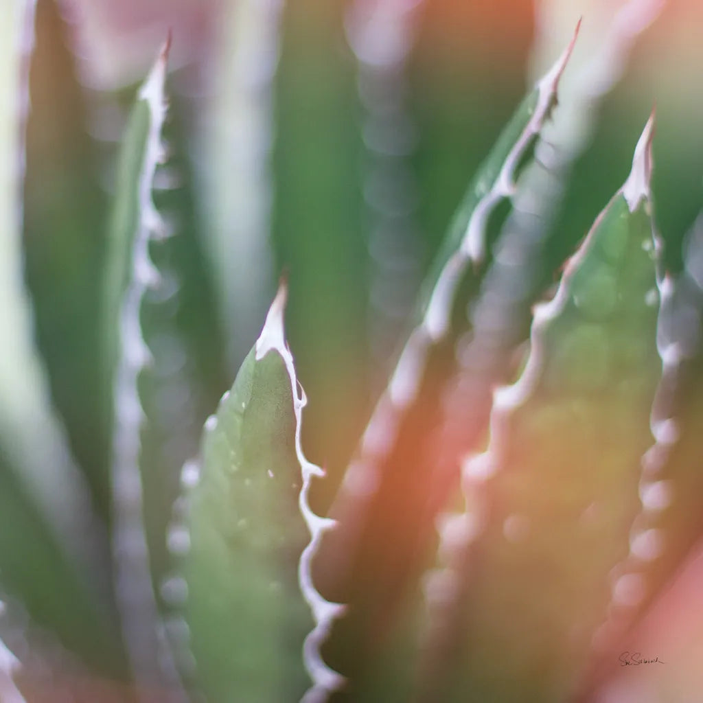 Dream Desert IV Crop by Sue Schlabach. SKU 35495a. Archival Giclee Fine art print for wall decor.