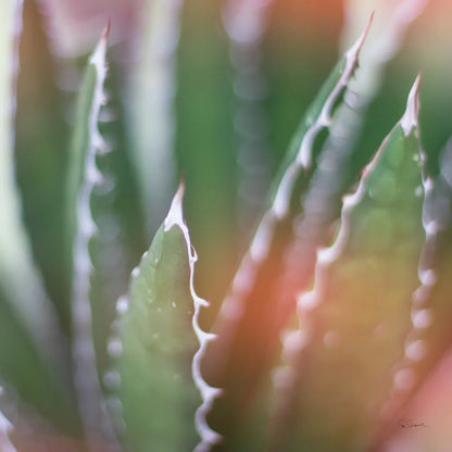 Dream Desert IV Crop by Sue Schlabach. SKU 35495a. Archival Giclee Fine art print for wall decor.