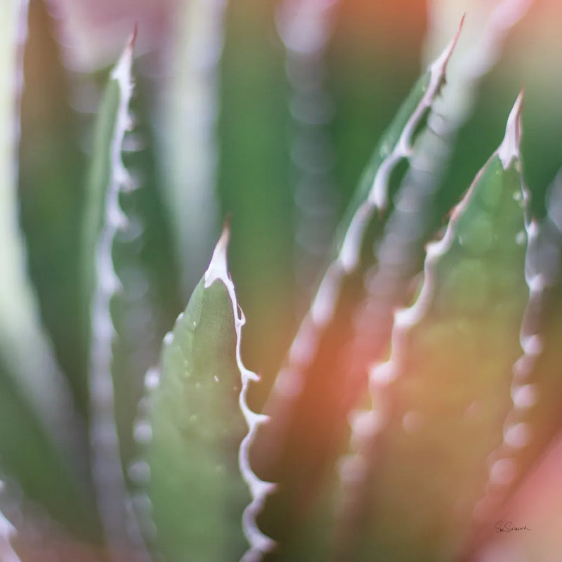 Dream Desert IV Crop by Sue Schlabach. SKU 35495a. Archival Giclee Fine art print for wall decor.