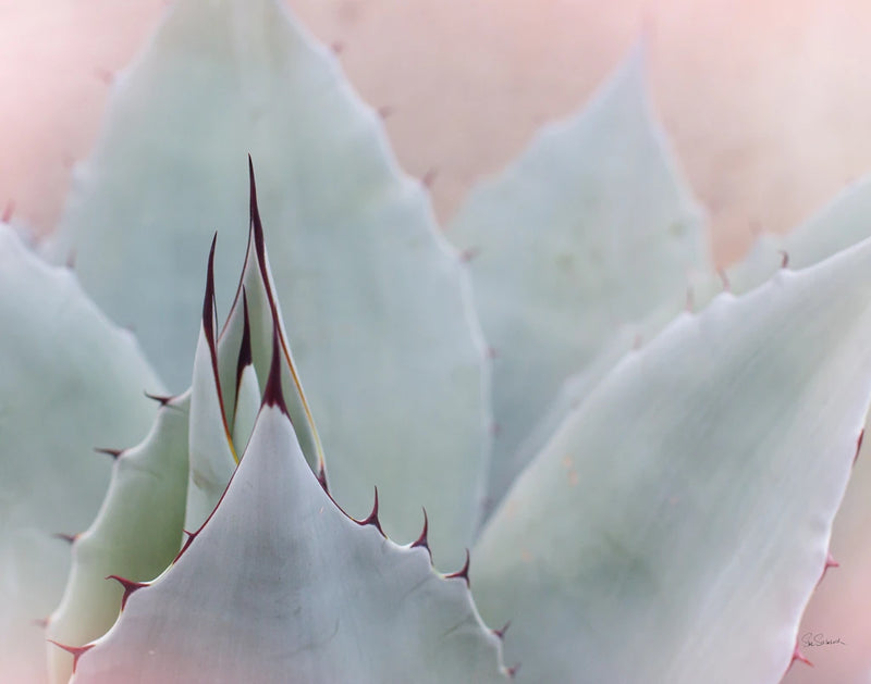 Dream Desert V by Sue Schlabach