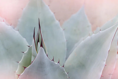 Dream Desert V by Sue Schlabach. SKU 35496i. Archival Giclee Fine art print for wall decor.