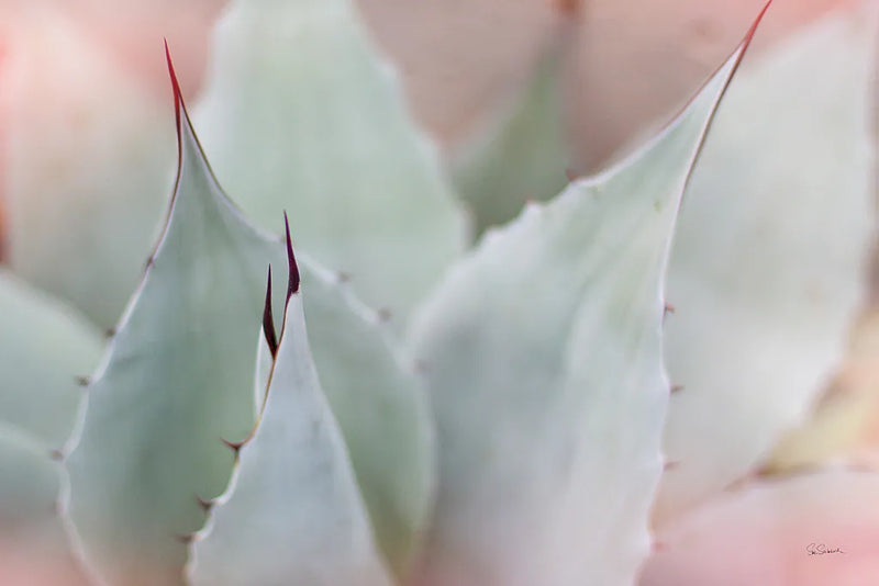 Dream Desert VI by Sue Schlabach. SKU 35497i. Archival Giclee Fine art print for wall decor.