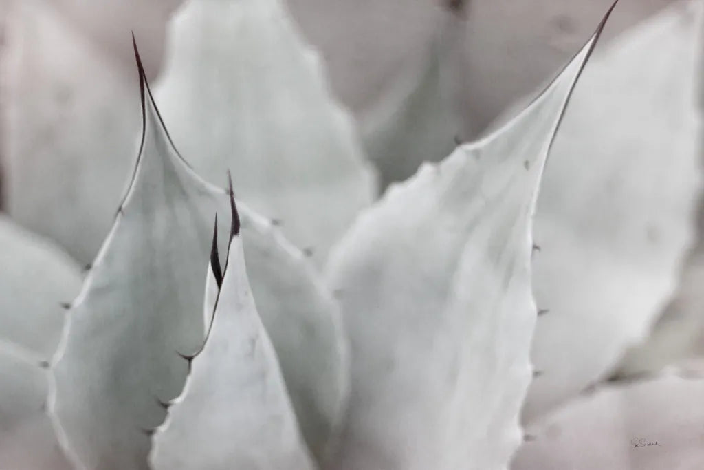 Dream Desert VI BWC by Sue Schlabach. SKU 56311i. Archival Giclee Fine art print for wall decor.