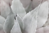 Dream Desert VI BWC by Sue Schlabach. SKU 56311i. Archival Giclee Fine art print for wall decor.