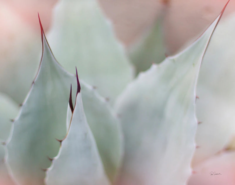 Dream Desert VI Crop by Sue Schlabach