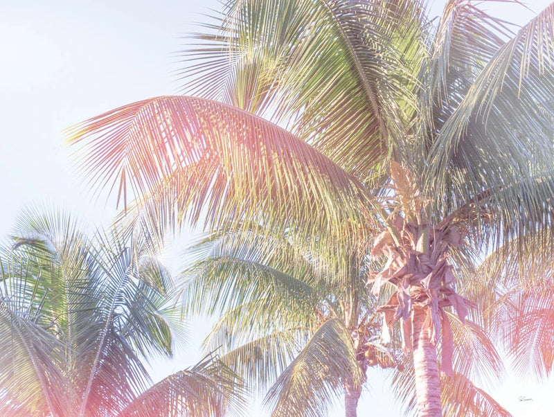 Dream Palm I by Sue Schlabach