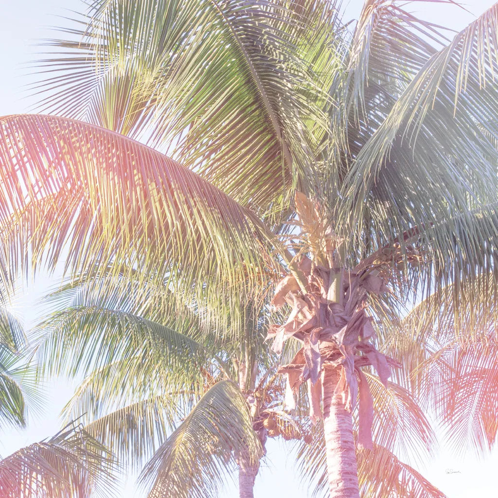 Dream Palm I Crop by Sue Schlabach. SKU 34378a. Archival Giclee Fine art print for wall decor.