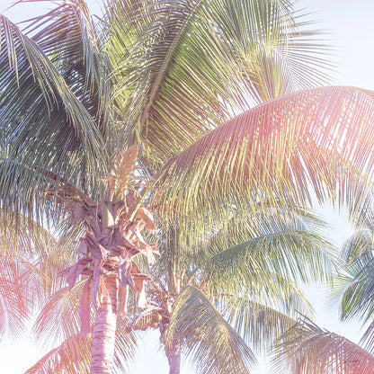Dream Palm II by Sue Schlabach. SKU 34379a. Archival Giclee Fine art print for wall decor.