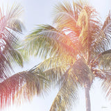 Dream Palm III by Sue Schlabach. SKU 34380a. Archival Giclee Fine art print for wall decor.