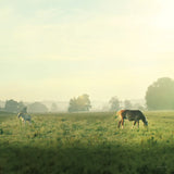 Farm Morning I Square by Sue Schlabach. SKU 27056a. Archival Giclee Fine art print for wall decor.