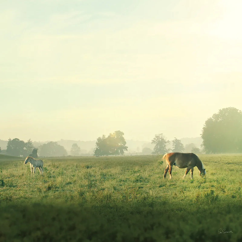 Farm Morning I Square by Sue Schlabach. SKU 27056a. Archival Giclee Fine art print for wall decor.