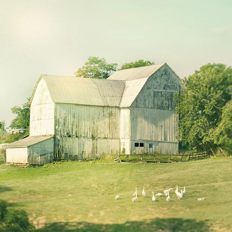 Farm Morning III Square by Sue Schlabach. SKU 27058a. Archival Giclee Fine art print for wall decor.