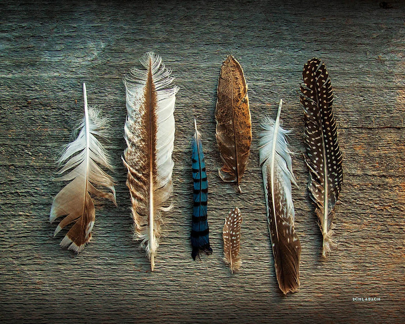 Feather Collection I by Sue Schlabach