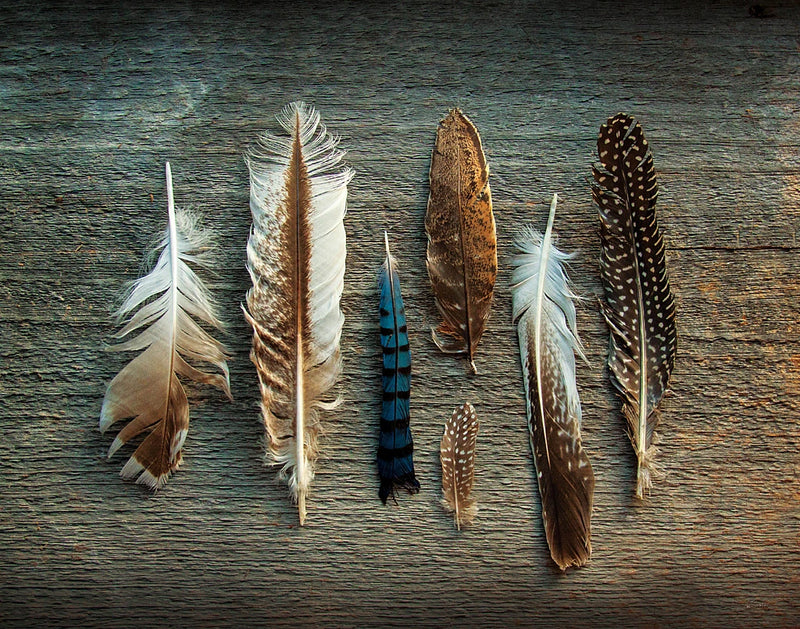 Feather Collection I by Sue Schlabach