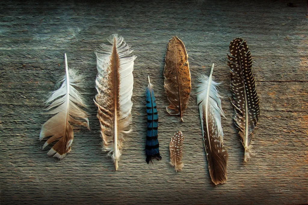 Feather Collection I by Sue Schlabach. SKU 22492i. Archival Giclee Fine art print for wall decor.