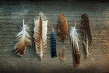Feather Collection I by Sue Schlabach. SKU 22492i. Archival Giclee Fine art print for wall decor.