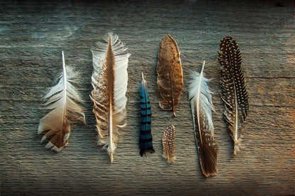 Feather Collection I by Sue Schlabach. SKU 22492i. Archival Giclee Fine art print for wall decor.