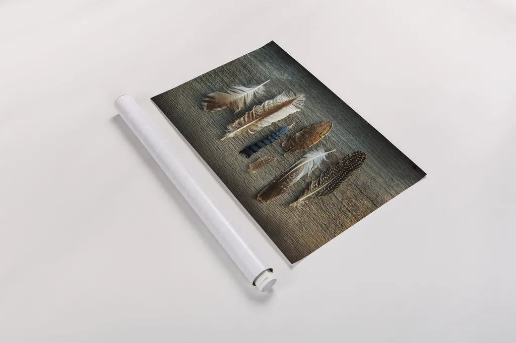 Feather Collection I by Sue Schlabach. shown as a rolled paper print. Available as archival giclee rolled canvas, fine art paper, or poster print. SKU 22492i.