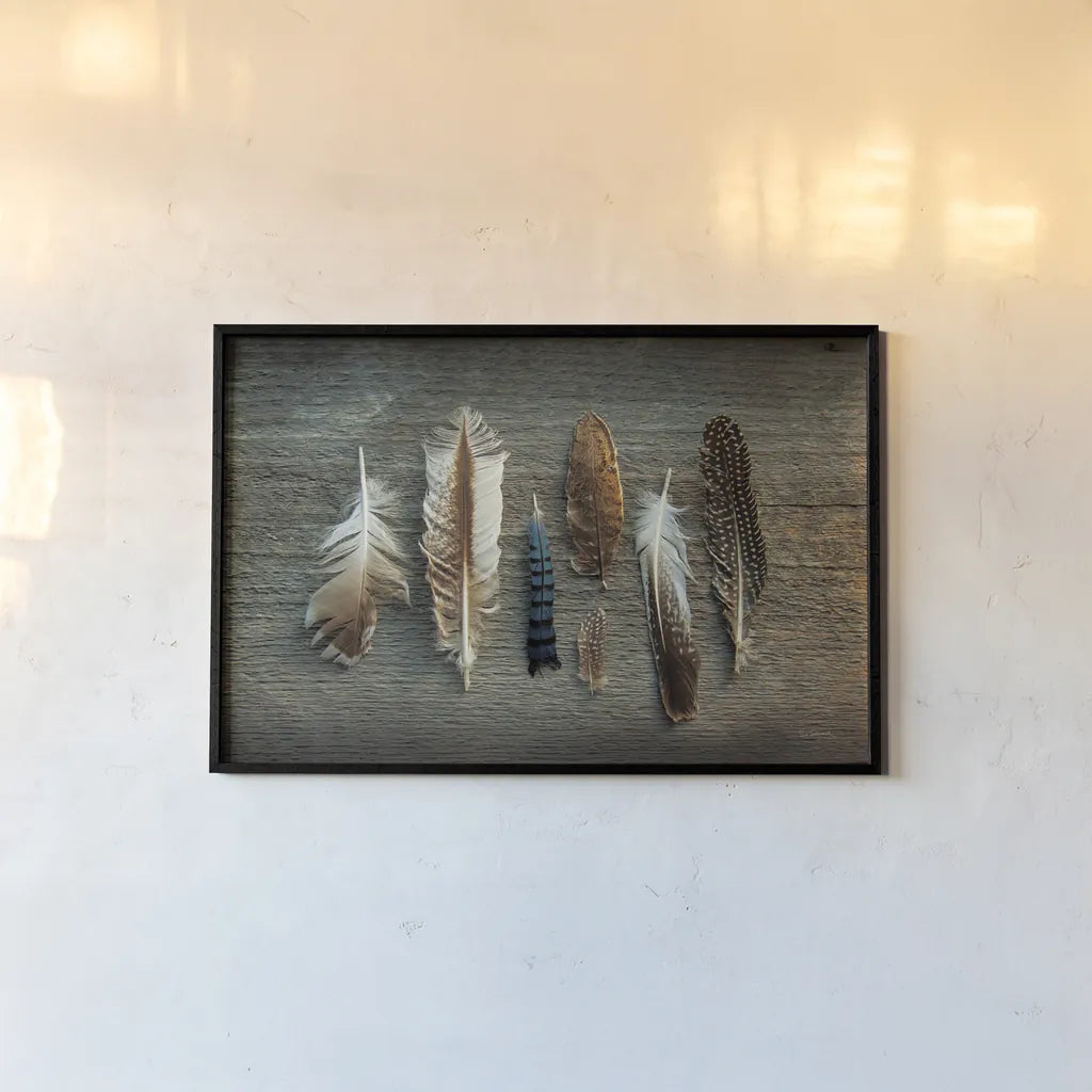 Feather Collection I by Sue Schlabach. shown as a paper print in a black flame. Available as a archival giclee rolled canvas, fine art paper, or poster print. SKU 22492i.