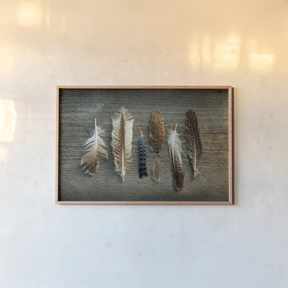Feather Collection I by Sue Schlabach. shown as a paper print in a natural frame. Available as a archival giclee rolled canvas, fine art paper, or poster print. SKU 22492i.