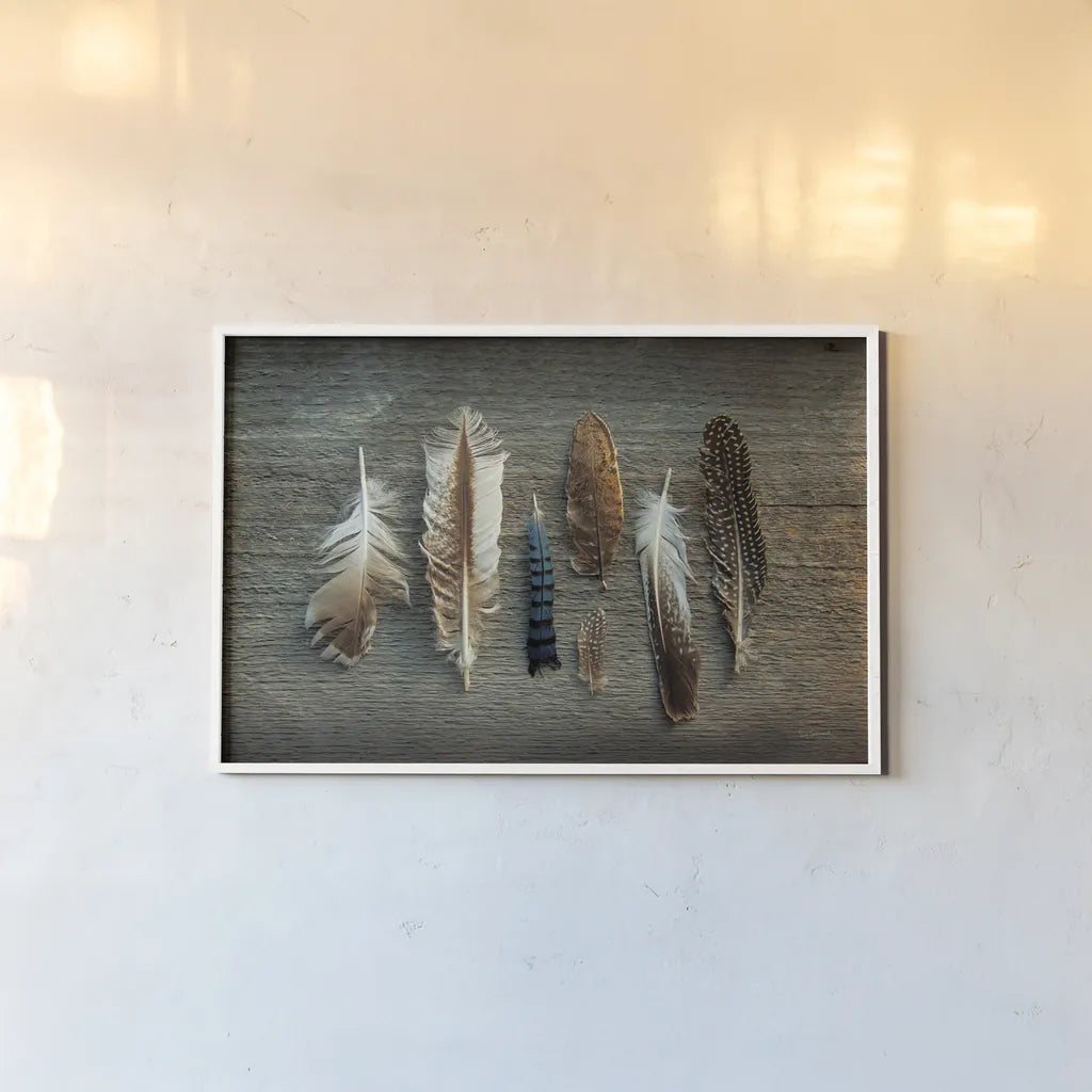 Feather Collection I by Sue Schlabach. shown as a paper print in a white frame. Available as a archival giclee rolled canvas, fine art paper, or poster print. SKU 22492i.