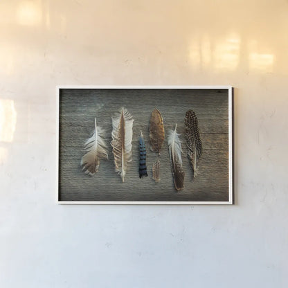 Feather Collection I by Sue Schlabach. shown as a paper print in a white frame. Available as a archival giclee rolled canvas, fine art paper, or poster print. SKU 22492i.