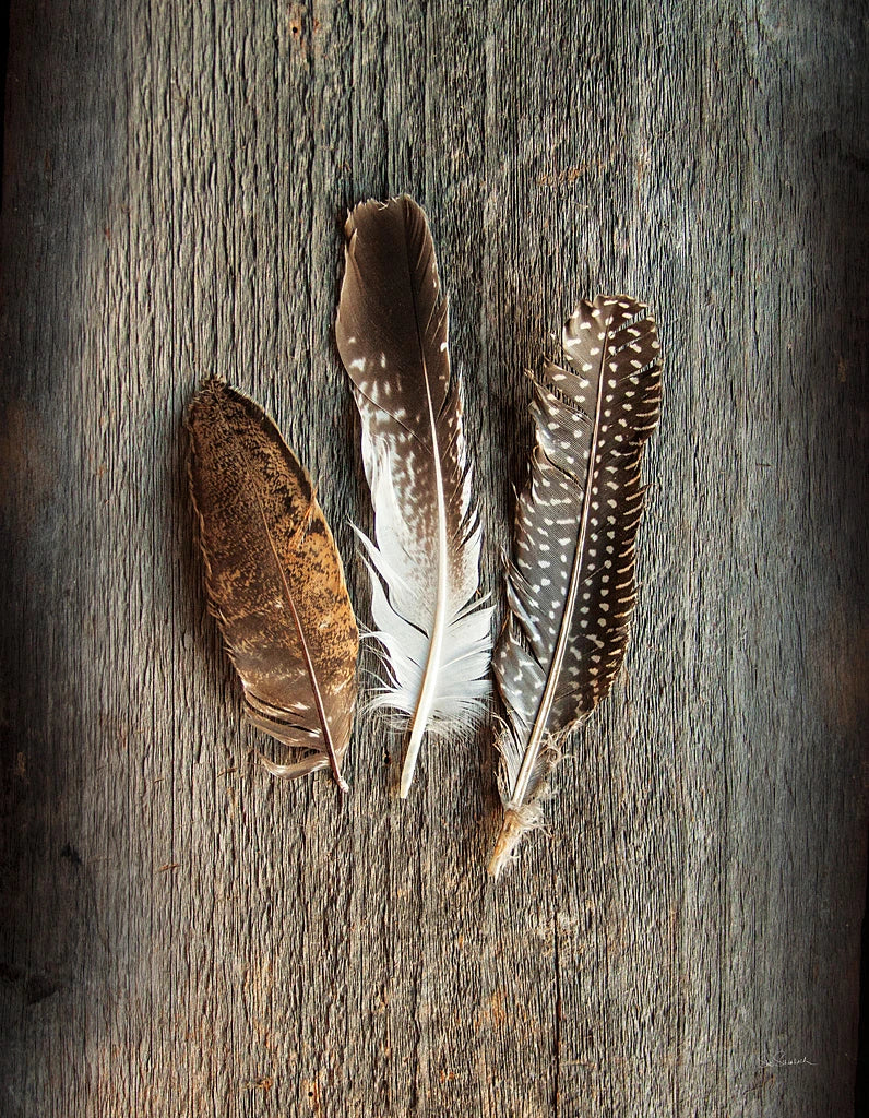 Feather Collection II by Sue Schlabach