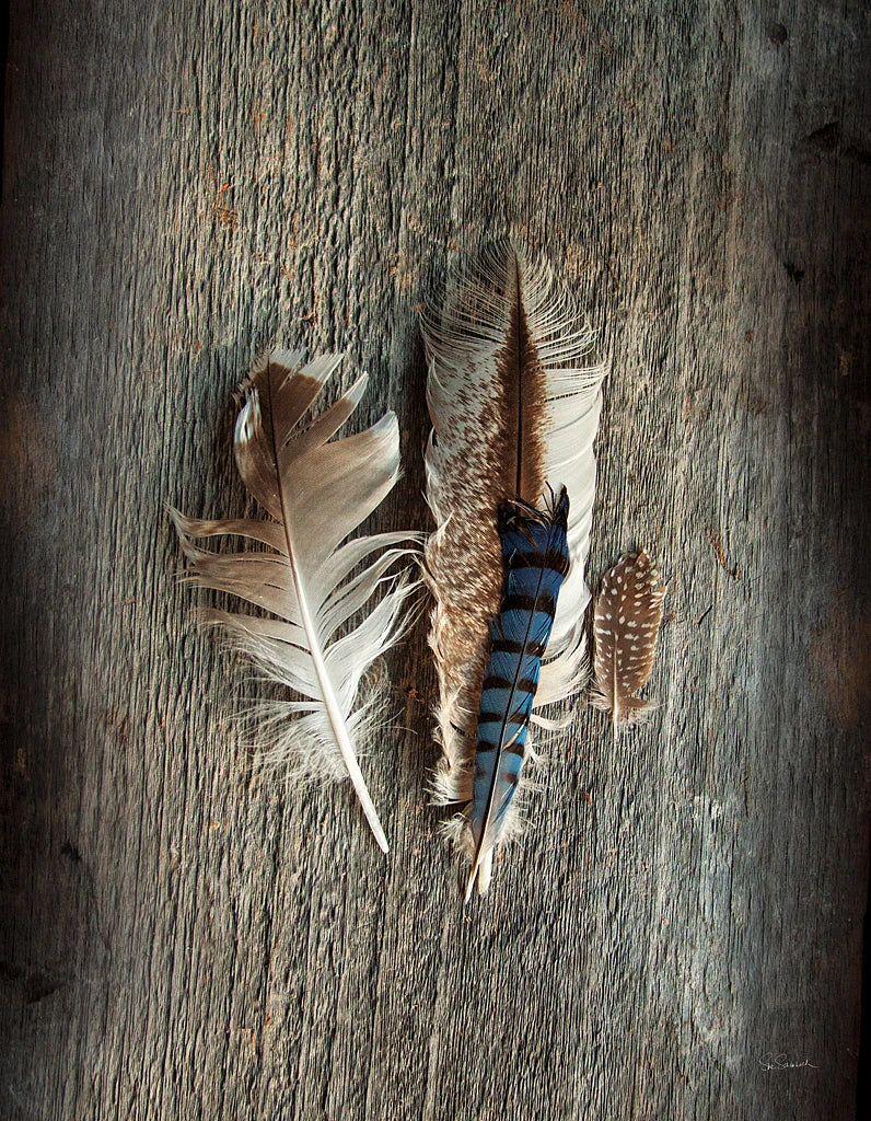 Feather Collection III by Sue Schlabach