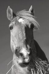Feeding Time v2 by Sue Schlabach. SKU 58272h. Archival Giclee Fine art print for wall decor.