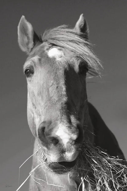 Feeding Time v2 by Sue Schlabach. SKU 58272h. Archival Giclee Fine art print for wall decor.