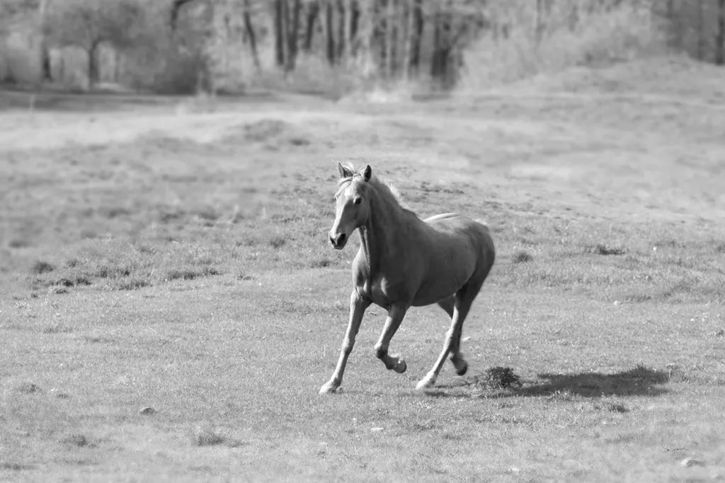 Field Day by Sue Schlabach. SKU 58273i. Archival Giclee Fine art print for wall decor.