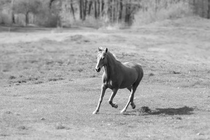 Field Day by Sue Schlabach. SKU 58273i. Archival Giclee Fine art print for wall decor.