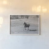 Field Day by Sue Schlabach. shown as a paper print in a white frame. Available as a archival giclee rolled canvas, fine art paper, or poster print. SKU 58273i.