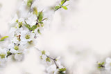 First White of Spring by Sue Schlabach. SKU 71790i. Archival Giclee Fine art print for wall decor.