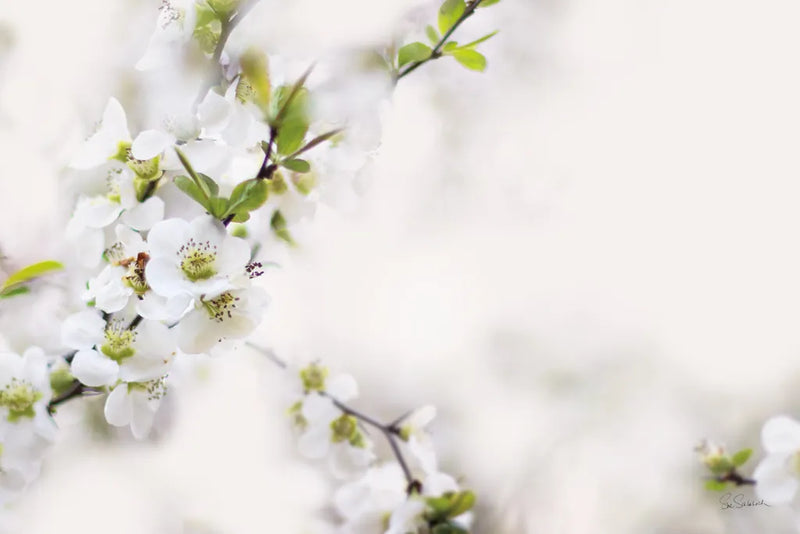 First White of Spring by Sue Schlabach. SKU 71790i. Archival Giclee Fine art print for wall decor.