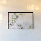 First White of Spring by Sue Schlabach. shown as a paper print in a black flame. Available as a archival giclee rolled canvas, fine art paper, or poster print. SKU 71790i.