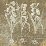 Flower Lines I by Sue Schlabach. SKU 18974a. Archival Giclee Fine art print for wall decor.