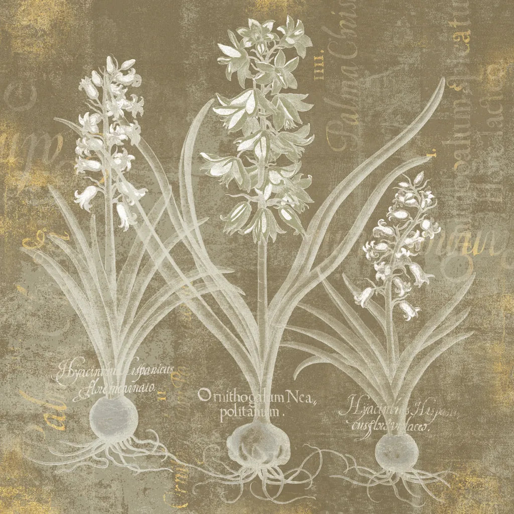 Flower Lines V by Sue Schlabach. SKU 85671a. Archival Giclee Fine art print for wall decor.