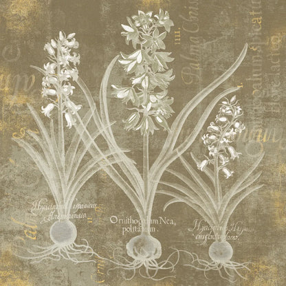 Flower Lines V by Sue Schlabach. SKU 85671a. Archival Giclee Fine art print for wall decor.