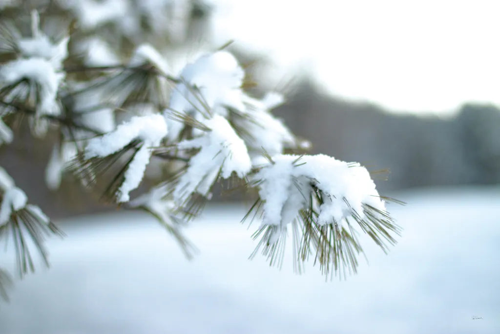 Frosted White Pine by Sue Schlabach. SKU 60940i. Archival Giclee Fine art print for wall decor.