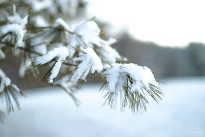 Frosted White Pine by Sue Schlabach. SKU 60940i. Archival Giclee Fine art print for wall decor.