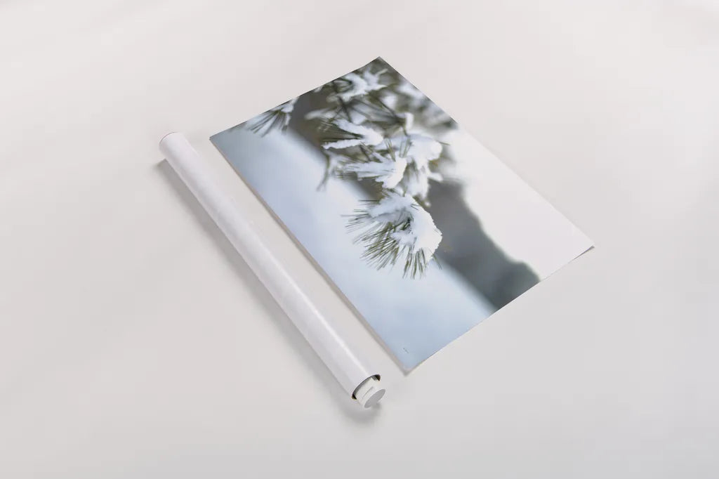 Frosted White Pine by Sue Schlabach. shown as a rolled paper print. Available as archival giclee rolled canvas, fine art paper, or poster print. SKU 60940i.