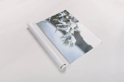 Frosted White Pine by Sue Schlabach. shown as a rolled paper print. Available as archival giclee rolled canvas, fine art paper, or poster print. SKU 60940i.